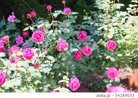 マゼンタのバラの花 54289033