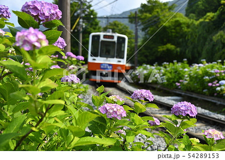 あじさい電車 1000形 【2019】 箱根登山鉄道 【神奈川県】 あじさい電車 1000形 【2019】 箱根登山鉄道 【神奈川県】 54289153