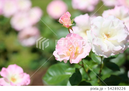 バラの花 マチルダの写真素材