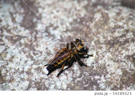 シオヤアブ シオヤアブ 54289323