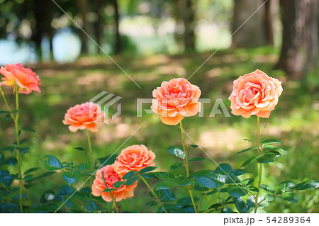 バラの花　アシュラム 54289364