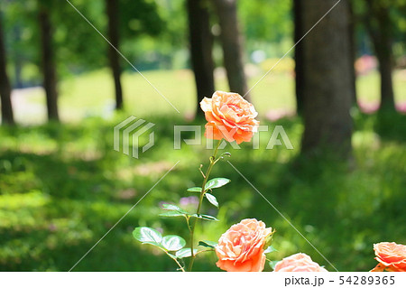 バラの花　アシュラム 54289365