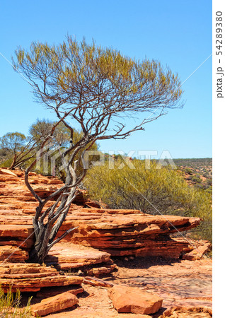 Surviving shrub - Kalbarri 54289380