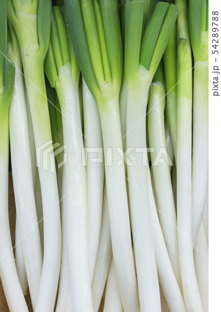 長ねぎ 長ねぎ 54289788