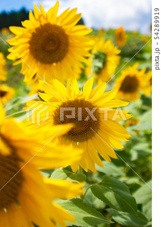 向日葵 向日葵 54289919