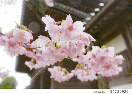 東光寺 陽光桜2 東光寺 陽光桜2 54289925
