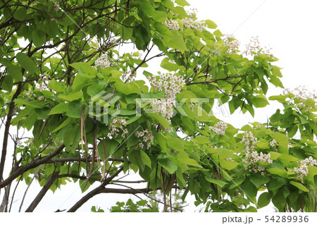 キササゲ 54289936