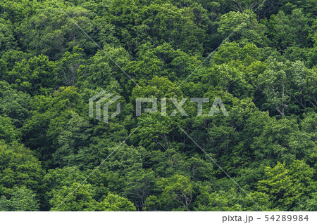 美しい森 54289984