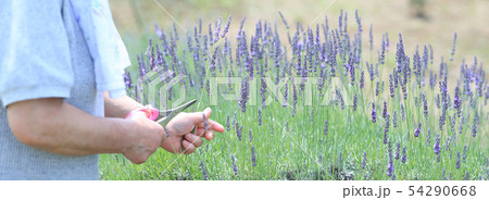 ラベンダー摘み 54290668