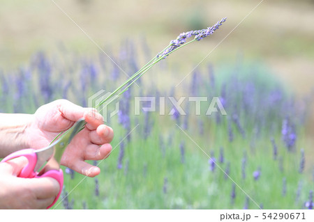 ラベンダー摘み 54290671