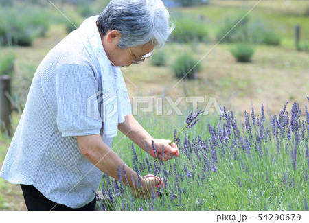 ラベンダー摘み 54290679