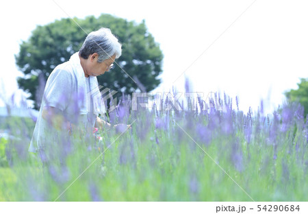 ラベンダー摘み 54290684