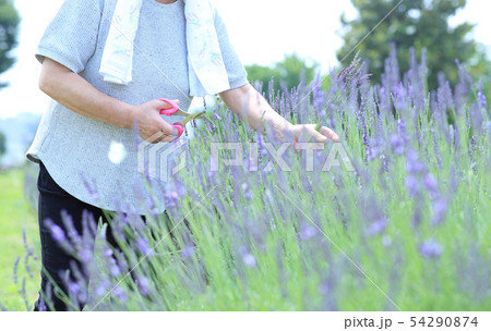 ラベンダー摘み 54290874
