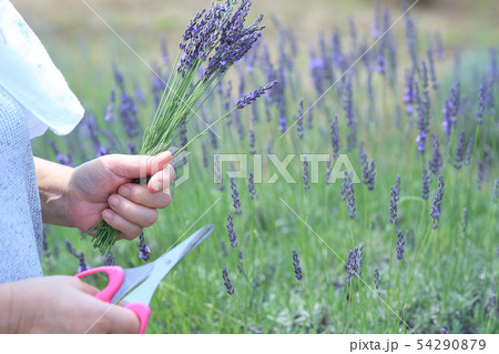 ラベンダー摘み 54290879