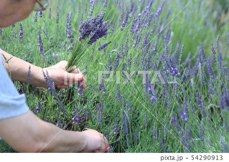 ラベンダー摘み 54290913
