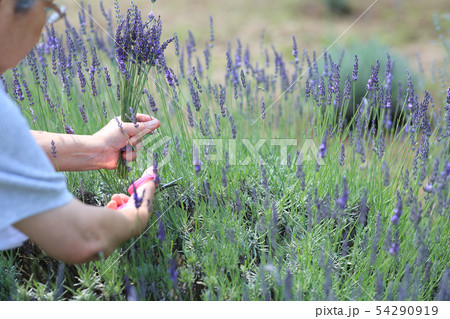 ラベンダー摘み 54290919