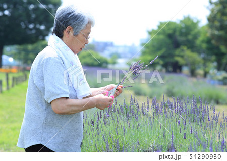 ラベンダー摘み 54290930