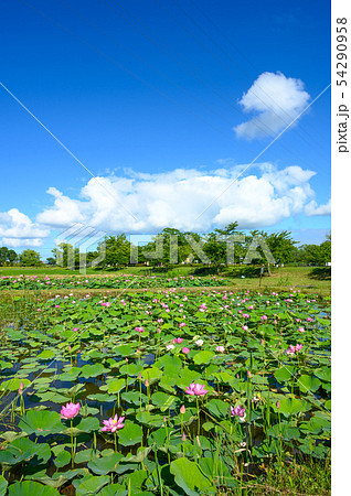 木場潟公園 ハス園 石川県小松市 木場潟公園 ハス園 石川県小松市 54290958