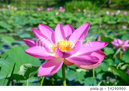 木場潟公園 ハス園 蓮の花と蜜蜂 石川県小松市 木場潟公園 ハス園 蓮の花と蜜蜂 石川県小松市 54290960
