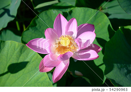 木場潟公園 ハス園 蓮の花と蜜蜂 石川県小松市の写真素材