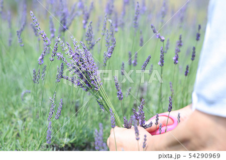 ラベンダー摘み 54290969