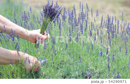 ラベンダー摘み 54290971
