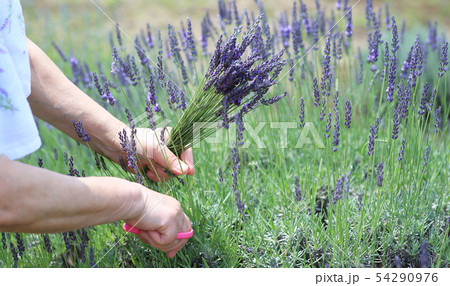 ラベンダー摘み 54290976