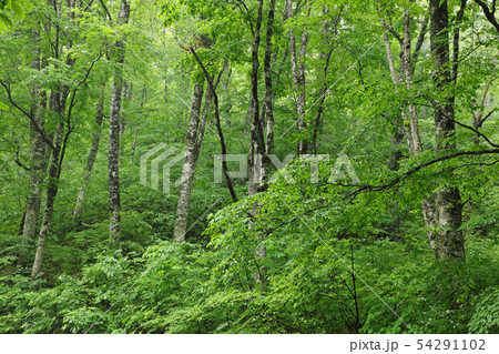 初夏のブナ原生林ー恵みの森　福島県只見町 54291102