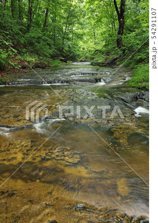 一枚岩の沢とブナの森初夏ー恵みの森 福島県只見町 一枚岩の沢とブナの森初夏ー恵みの森 福島県只見町 54291107