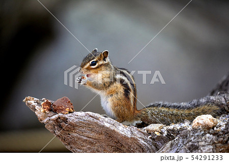 リス 動物 げっ歯類 54291233