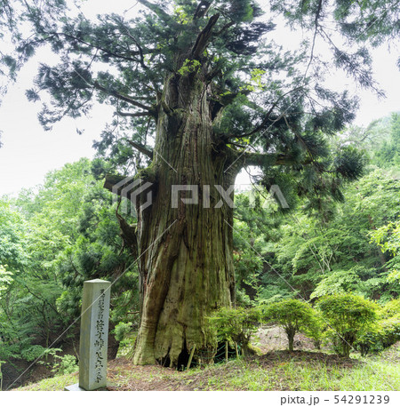 山梨県笹子峠 矢立の杉 山梨県笹子峠 矢立の杉 54291239