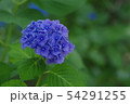 紫陽花 54291255