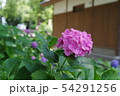 紫陽花 54291256