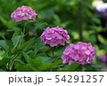 紫陽花 54291257