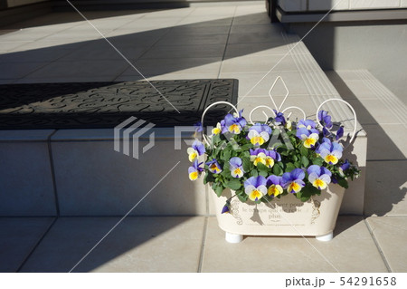 パンジー 54291658