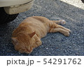 猫のお昼寝 54291762