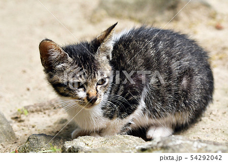 野良猫 かわいい 野良猫 かわいい 54292042