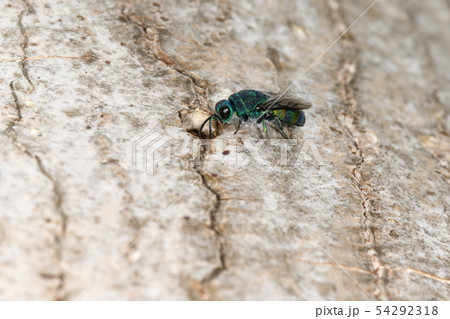 生き物　昆虫　ムツバセイボウ、朽木に開いたオナガバチ類の羽化後の巣穴を丹念にチェック 54292318