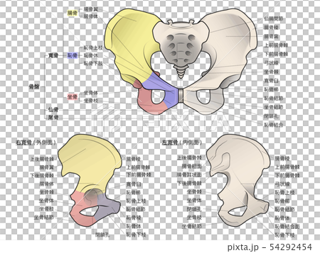 骨盤のイラスト 各部名称入り のイラスト素材 54292454 Pixta