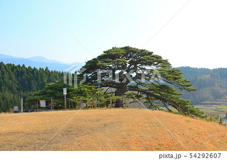 池尻の唐傘松 池尻の唐傘松 54292607