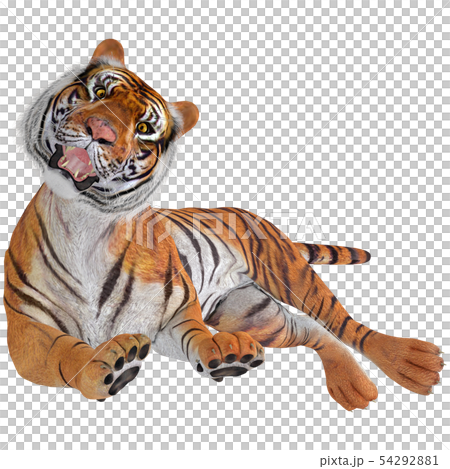 ジャングルの王 虎のイラスト素材