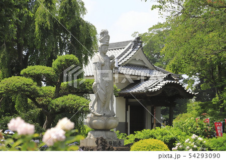 能護寺 慈母観音 埼玉県熊谷市 能護寺 慈母観音 埼玉県熊谷市 54293090