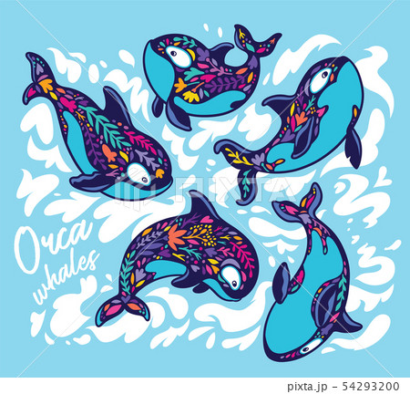 Killer whale orca set in floral style. Decorative vector illustration 54293200