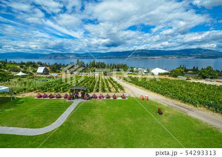 Beautiful view of Okanagan lake with winery vineyard in the front Beautiful view of Okanagan lake with winery vineyard in the front 54293313