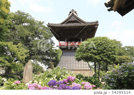 能護寺　あじさいと鐘楼　埼玉県熊谷市　　　 54293314