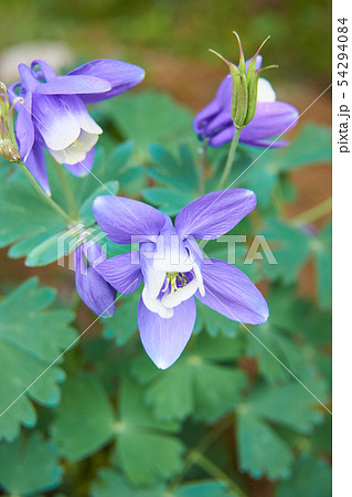 オダマキ　花　複数　満開 54294084