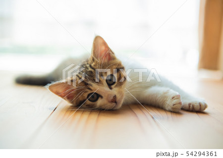 猫日和 54294361