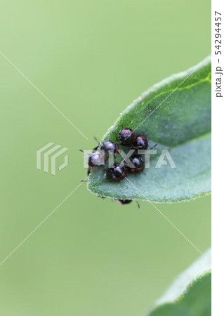 イチモンジカメムシの幼虫02 54294457