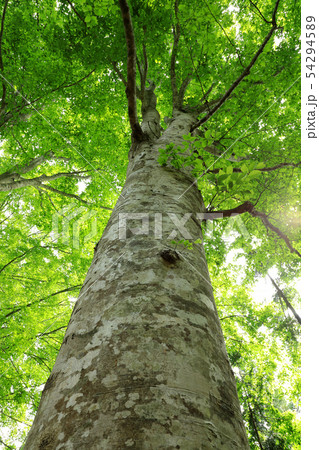 陽射しを浴びる初夏のブナ大木ー癒しの森 54294589