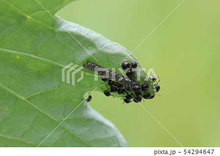 イチモンジカメムシの幼虫と卵01 54294647